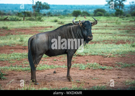 Gnus im Krüger Nationalpark, Südafrika Stockfoto