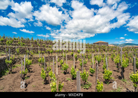 Weinberg des Ätna in Sizilien, Italien Stockfoto