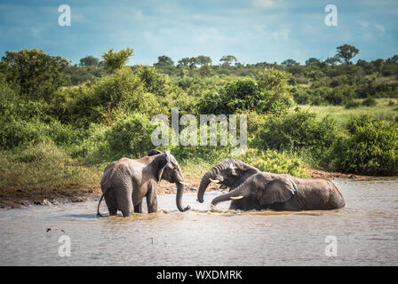 Junge Elefanten Spielen im Wasser, Krüger Nationalpark, Südafrika. Stockfoto