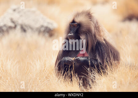 Endemische Gelada in Simien Berge, Äthiopien Stockfoto