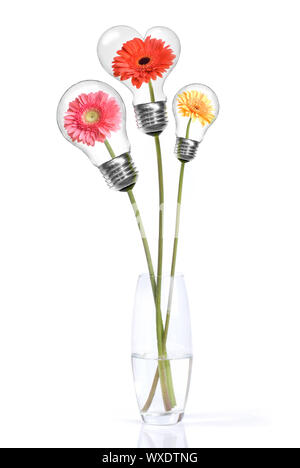 Bouquet von Daisy-Gerbera mit Köpfe innerhalb Lampen isoliert auf weiss Stockfoto