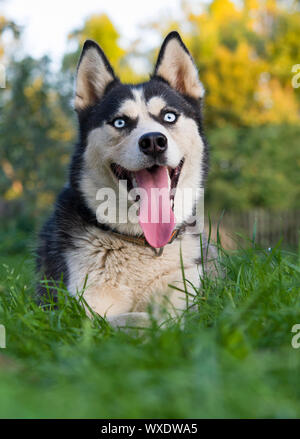 Blue-eyed Hunde. Überrascht Hund. Porträt einer Sibirischen Husky im Wald Stockfoto
