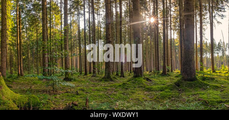 Schönen sunshine Moment am Morgen in den Wald. Stockfoto