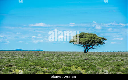 Baum in der Savanne, klassische afrikanische Landschaft Bild Stockfoto