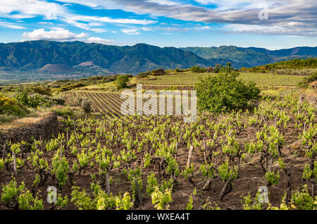 Weinberg des Ätna in Sizilien, Italien Stockfoto