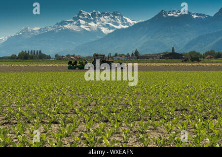 Villeneuve VD/Schweiz - vom 31. Mai 2019: Landwirte anpflanzen ein Feld mit Salat von der Rückseite eines Stockfoto