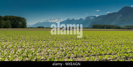 Villeneuve VD/Schweiz - vom 31. Mai 2019: Landwirte anpflanzen ein Feld mit Salat von der Rückseite eines Stockfoto