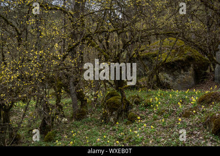 Gelbe Blumen wachsen auf Waldboden Stockfoto