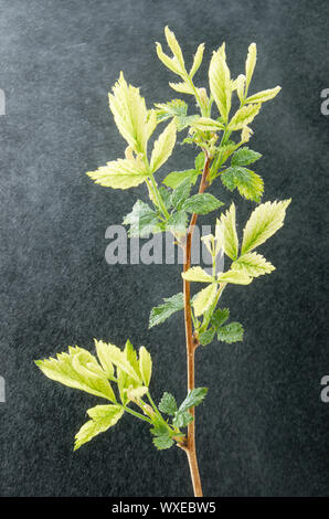 Sick-Niederlassung der Feder Himbeeren mit Wassertropfen auf einem dunklen Hintergrund. Pflanzenkrankheiten. Sick grüne Blätter. Stockfoto