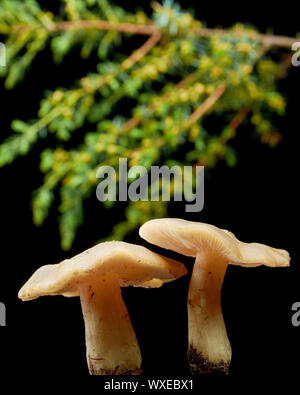 Ungenießbare giftige Pilze und Juniper Zweig auf schwarzem Hintergrund Stockfoto