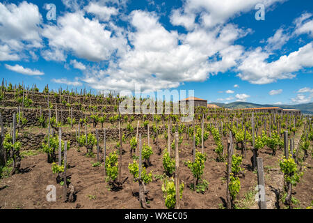 Weinberg des Ätna in Sizilien, Italien Stockfoto