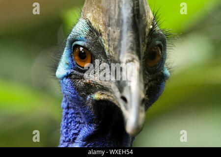 Casuarius Stockfoto