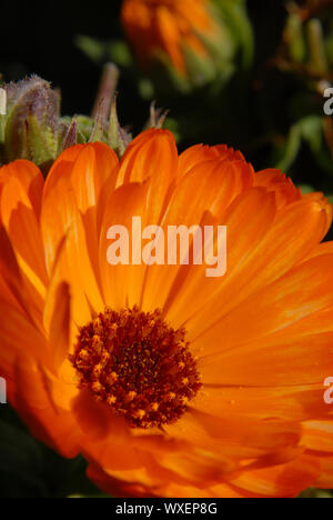 Orangefarbene Blume. Makroaufnahme. Hochformat Stockfoto