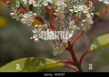 Gitterartige Heide motte Latin chiasma clathrata aus der Familie der Spanner (Geometridae) oder geomtrid Motten Fütterung auf eine photinia frasari Red Robin Blume in Italien Stockfoto