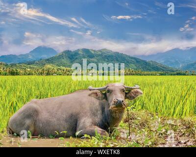 Das carabao (Filipino: kalabaw) ist eine Pflanzenart aus der Gattung der inländischen Asiatische Wasserbüffel (Bubalus bubalis") native auf den Philippinen. Es Pflüge Reisfelder. Stockfoto