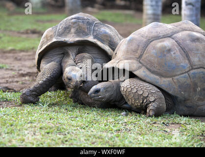 Zwei große Seychellen Schildkröten im Park. Stockfoto