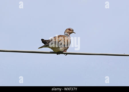 Turteltaube lateinischer Name streptopelia turtur nach ganz in der Nähe nicht ein collared Dove oder Taube gefährdeten Status wegen der Jagd auf einen Draht gehockt Stockfoto