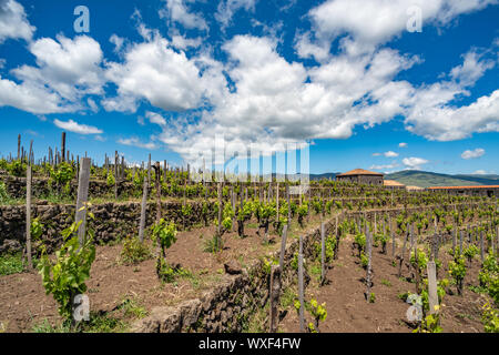 Weinberg des Ätna in Sizilien, Italien Stockfoto