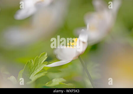 Makro-Bild von einer Anemone Nemorosa - flachen DOF Stockfoto