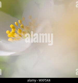 Makro-Bild von einer Anemone Nemorosa - flachen DOF Stockfoto