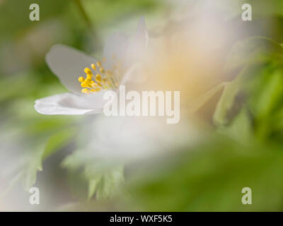 Makro-Bild von einer Anemone Nemorosa - flachen DOF Stockfoto