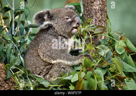 Koala - Phascolarctos cinereus Stockfoto