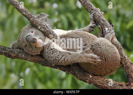 Koala - Phascolarctos cinereus Stockfoto