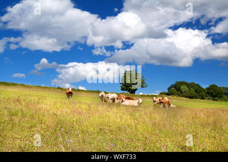 einige alpine Kühe auf pastorale und schönen Sommerhimmel Stockfoto