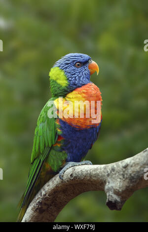 Rainbow lorikeet - Trichoglossus moluccanus Stockfoto