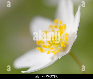 Makro-Bild von einer Anemone Nemorosa - flachen DOF Stockfoto