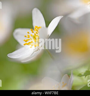 Makro-Bild von einer Anemone Nemorosa - flachen DOF Stockfoto