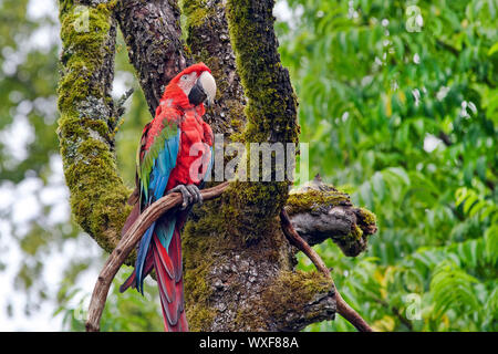 Green-winged Macaw-Ara chloropterus Stockfoto