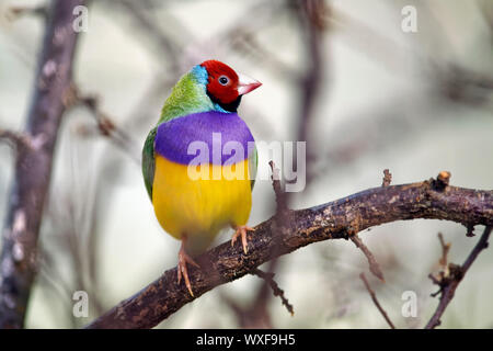 Gouldian Finch - Erythrura gouldiae Stockfoto