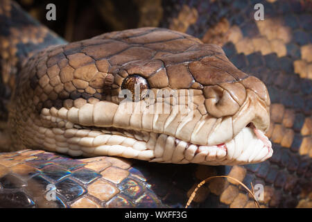 Nahaufnahme von einem Teppich python, Queensland, Australien Stockfoto