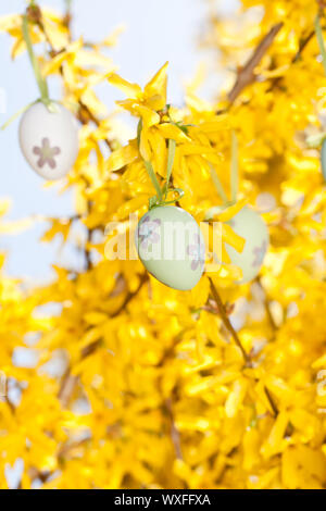 Osterei-Dekoration hängen Forsythien Baum im Freien im Frühjahr Stockfoto