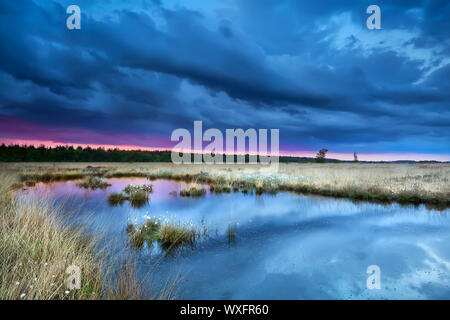 Sturm über Sumpf mit blühenden Cottograss bei Sonnenuntergang, Drenthe, Niederlande Stockfoto