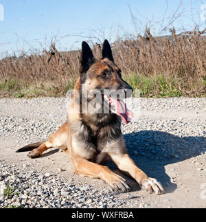 Bild von einem reinrassigen belgischen Schäferhund malinois Stockfoto