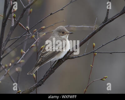 Grau Schopftyrann Stockfoto