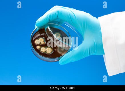 Petrischale mit bakteriellen Kolonien in der Hand, auf blauem Hintergrund Stockfoto