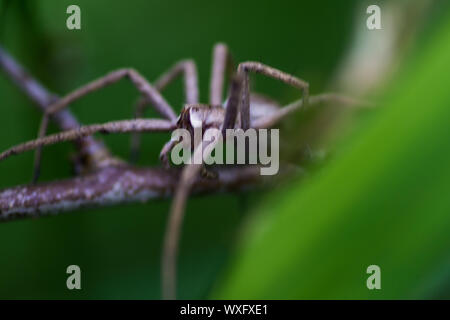 Jagd Spinne krabbelte auf Stick Stockfoto