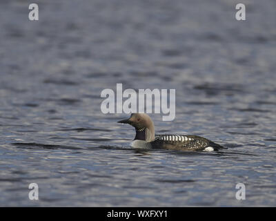 Arctic loon Stockfoto