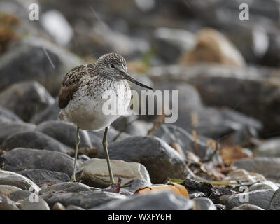 Greenshank Stockfoto