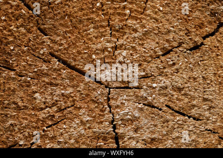 Fichte Holz Baum-ringe Textur Stockfoto