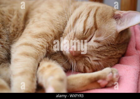Orange sleeping kitten Stockfoto