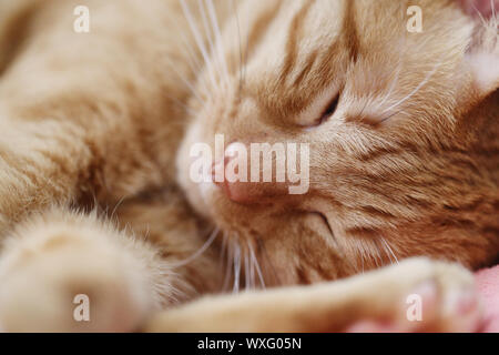 Orange sleeping kitten Stockfoto