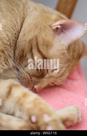 Orange sleeping kitten Stockfoto