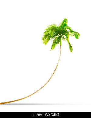 Eine Fotografie einer gekrümmten isolierten Palm Tree Stockfoto