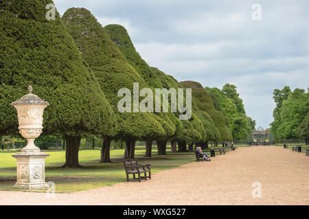 Pilzförmige formgehölze Eiben entlang der Breiten Straße der formalen große Brunnen Garten von Hampton Court Palace. Royal Palace in der Nähe von London, UK/ Stockfoto