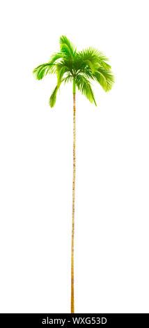 Eine Fotografie einer gekrümmten isolierten Palm Tree Stockfoto