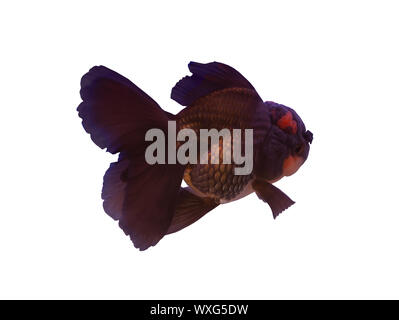 Schwarz Oranda Fisch auf weißem Hintergrund Stockfoto